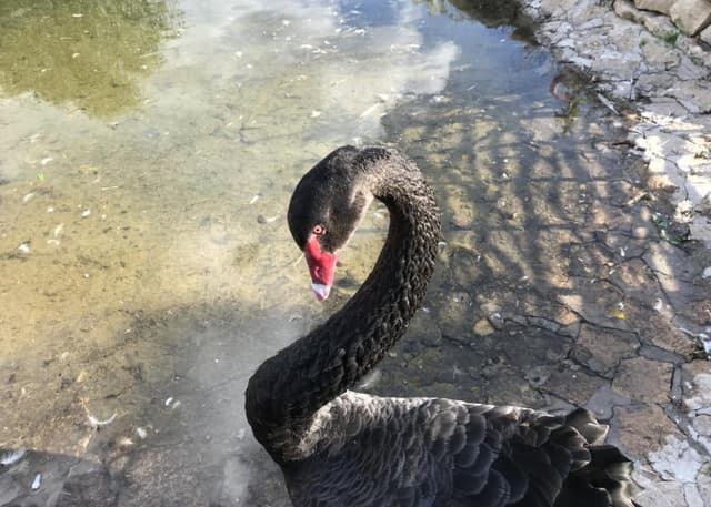 Страусиная ферма. Фотография 2