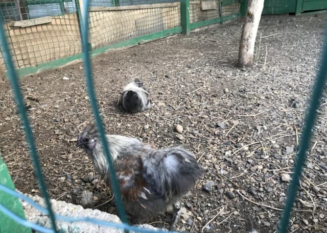 Страусиная ферма. Фотография 8