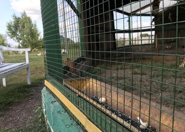 Страусиная ферма. Фотография 4