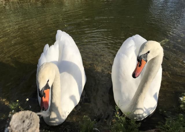 Страусиная ферма. Фотография 1