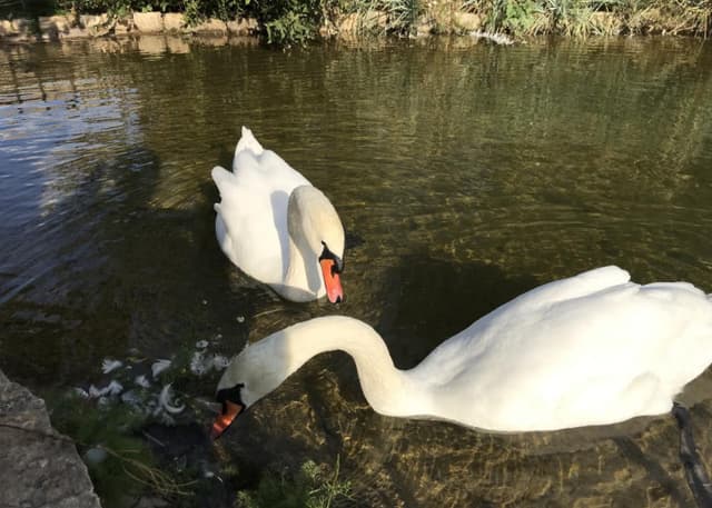 Страусиная ферма. Фотография 3