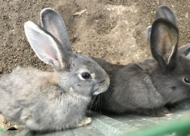 Страусиная ферма. Фотография 7