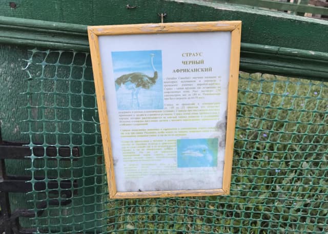 Страусиная ферма. Фотография 5