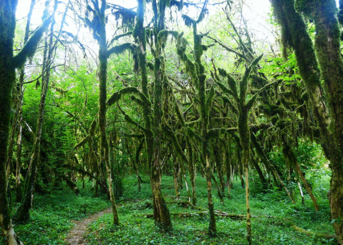 Самшитовый лес в Хашупсе. Фото 8