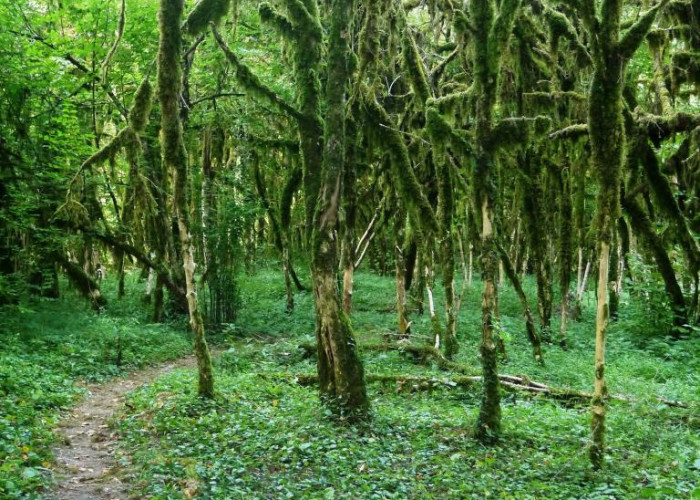 Самшитовый лес в Хашупсе. Фото 4