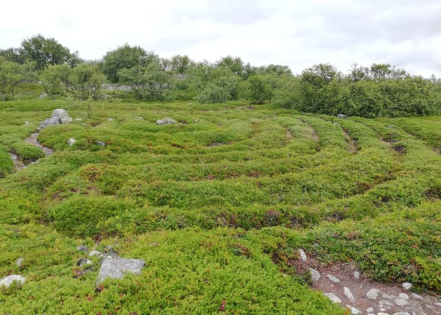 Лабиринты Заяцкого острова. Фотография 1