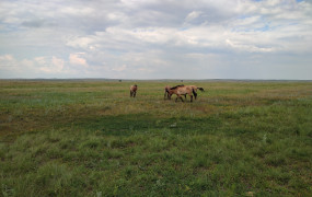 Центр реинтродукции лошади Пржевальского