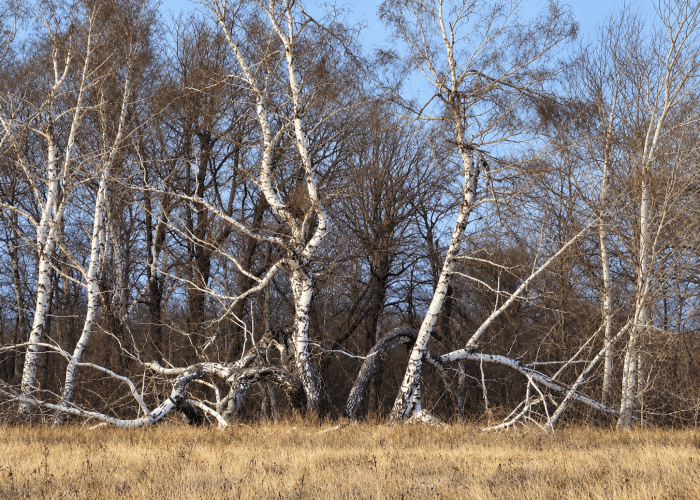 Медведицкая гряда (аномальная зона). Фотография 3
